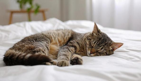 昼寝する子猫 昼寝する子猫の写真