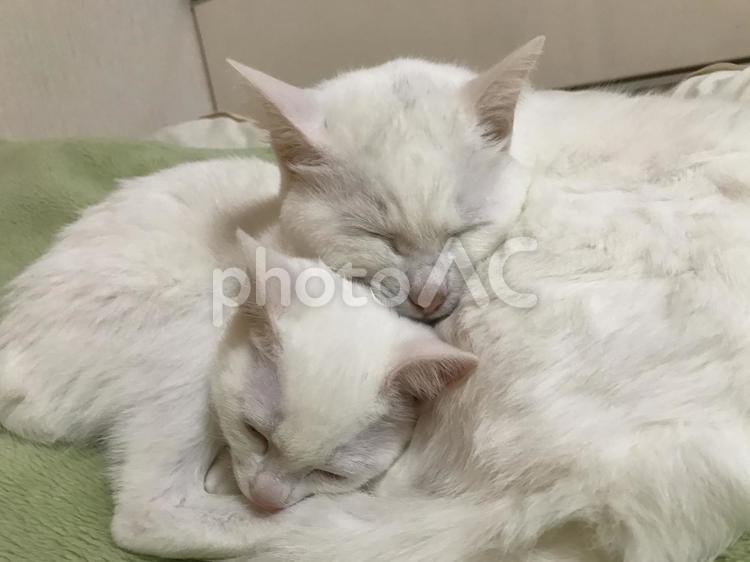 くっついて寝る白猫 猫,ネコ,ねこの写真素材