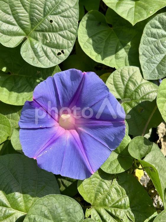 ノアサガオ(琉球アサガオ)の紫の花 野朝顔,夏,花の写真素材