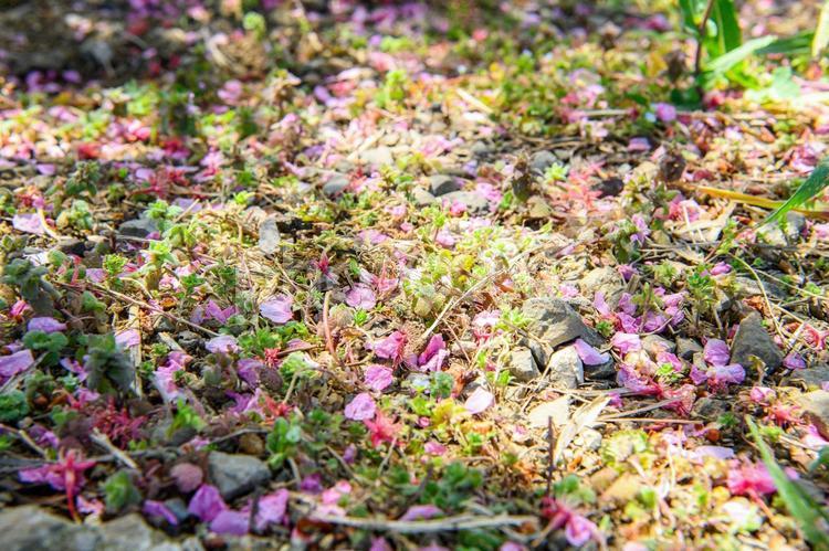 地面に落ちた桜の花びら 桜,花びら,地面の写真素材