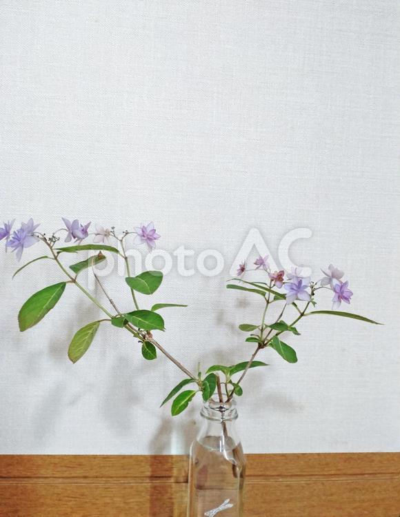 壁際に飾った野の花・その2 壁,花,野草の写真素材