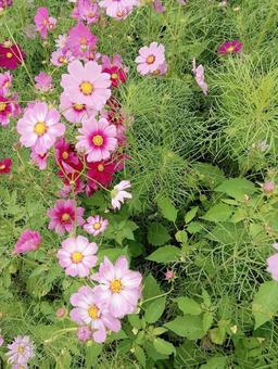 1列秋桜 1列秋桜 コスモス,秋桜,ピンクの写真素材