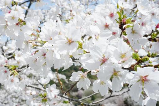 満開の桜の花5 桜,さくら,ソメイヨシノの写真素材