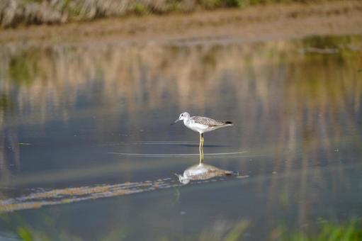 アオアシシギ アオアシシギ アオアシシギ,シギ,鳥の写真素材