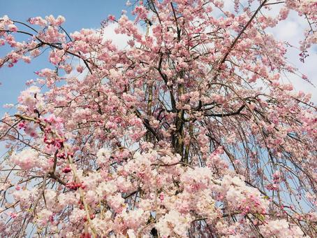 桜 桜,春,お花見の写真素材
