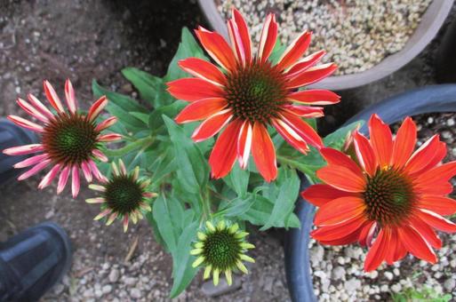 エキナセアの花 エキナセアの花の写真