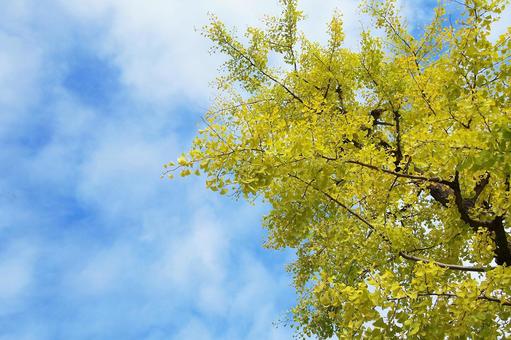 そびえるイチョウの木 そびえるイチョウの木 イチョウ,空,秋の写真素材