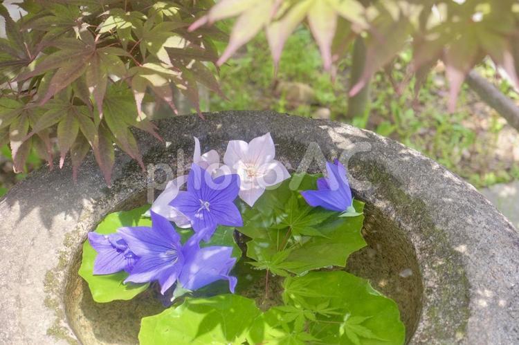 ききょうと青紅葉 桔梗,ききょう,キキョウの写真素材