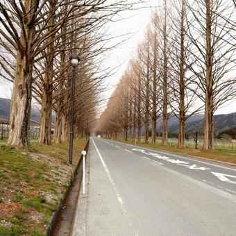 メタセコイヤ並木 メタセコイヤ並木 並木道,道路,風景の写真素材