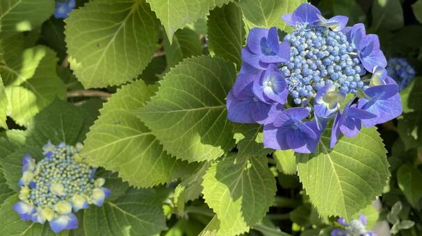紫陽花のガーデニング④ 紫陽花,アジサイ,あじさいの写真素材