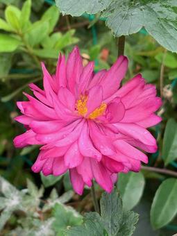ピンクの秋明菊のアップ ピンクの花,秋明菊,秋の写真素材