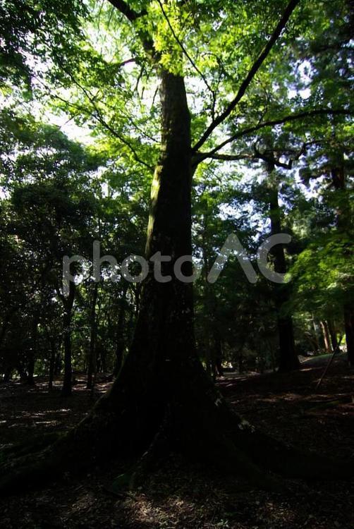 奈良公園の巨樹 奈良公園,奈良,鹿の写真素材