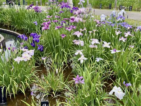 堀切菖蒲園 曇り空の下咲き誇る花菖蒲 堀切菖蒲園 曇り空の下咲き誇る花菖蒲の写真