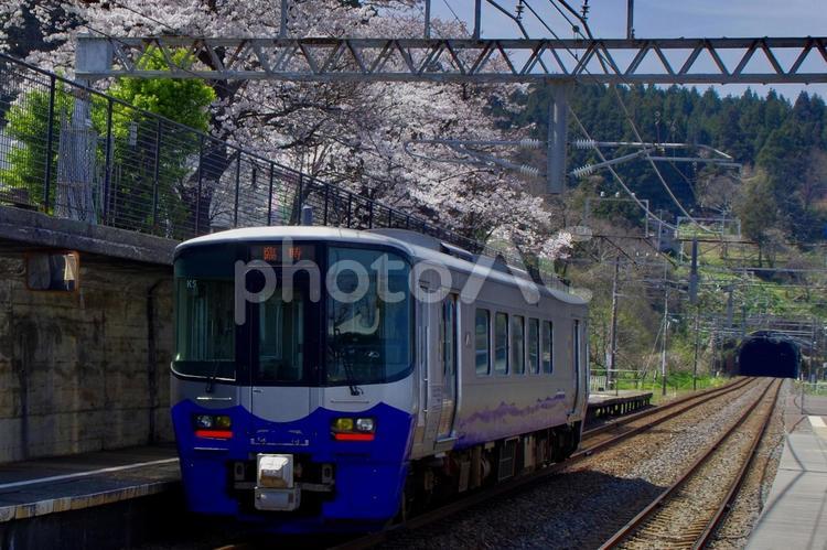 越後ときめき鉄道　有間川駅にて桜と列車 日本海ひすいライン,電車と桜,有間川駅の写真素材