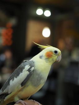 オカメインコ オカメインコ オカメインコ,インコ,鳥の写真素材