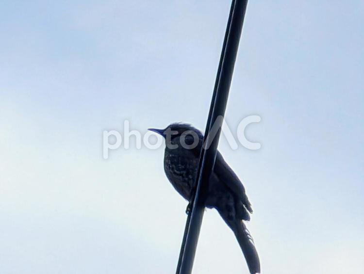 電線にとまるヒヨドリ バードウォッチング,ヒヨドリ,鳥の写真素材