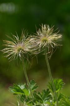 綿毛がつなぐ花の記憶:オキナグサ4 綿毛がつなぐ花の記憶:オキナグサ4の写真