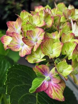 緑の紫陽花・シュロスバッカーバルトの写真