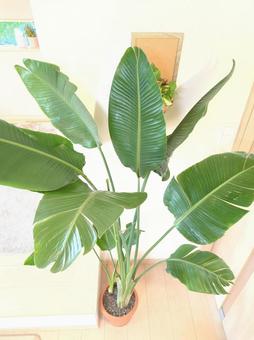 大型観葉植物　オーガスタ　8号鉢 大型観葉植物,オーガスタ,観葉植物の写真素材