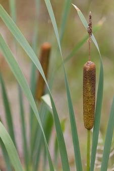Cattail ear 02, JPG