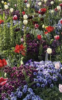 お花畑 花,お花畑,カラフルの写真素材