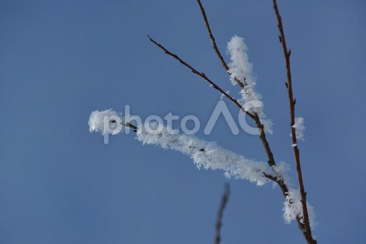 雪の華 雪,雪の結晶,空の写真素材