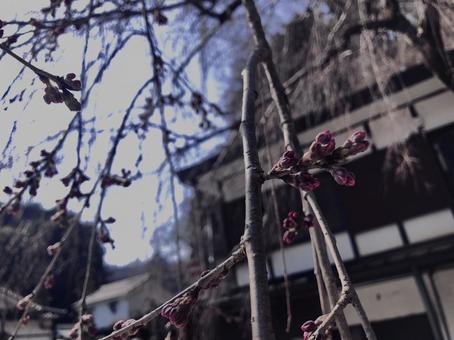 桜つぼみ 桜つぼみ 桜,植物,花の写真素材
