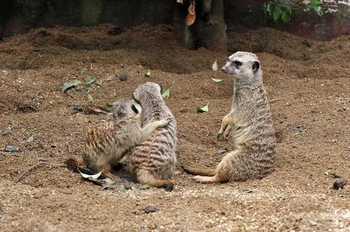 抱き合うミーアキャットの子供と見つめる母 抱き合うミーアキャットの子供と見つめる母 ミーアキャット,スリカータ,小動物の写真素材
