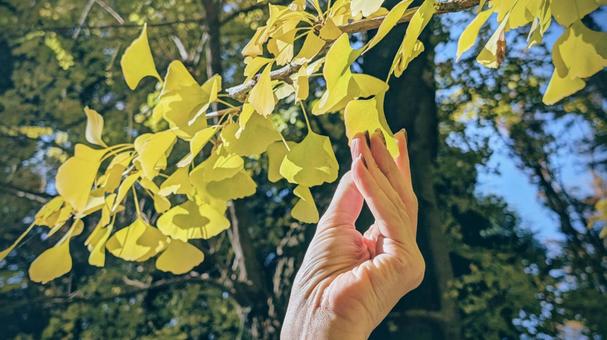 イチョウに触れる手 イチョウ,黄葉,黄色の写真素材