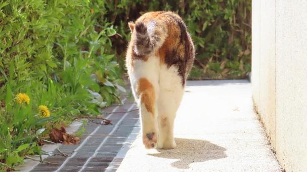 肉球も尻尾も可愛いパトロール中の三毛猫 肉球も尻尾も可愛いパトロール中の三毛猫の写真