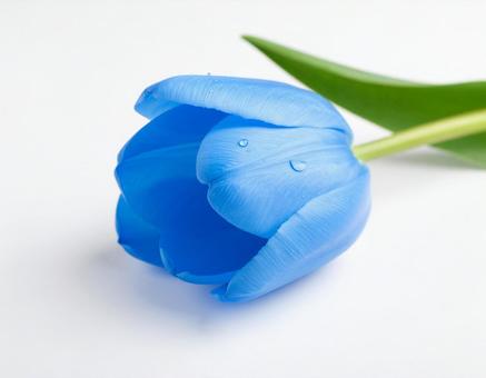 チューリップの写真