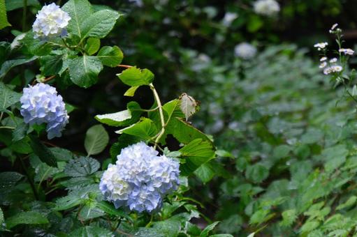 紫陽花 紫陽花の写真