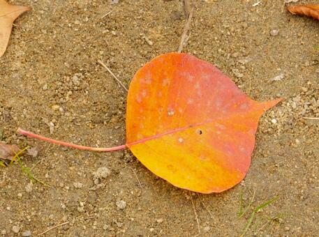 【風景写真】晩秋の風景 落ち葉,植物,季節の写真素材