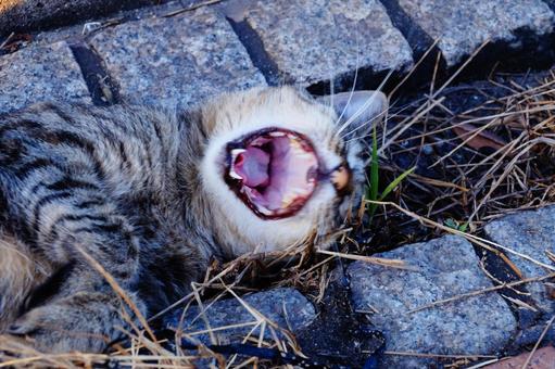 ねこの欠伸 ねこの欠伸の写真