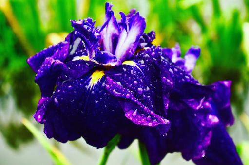 梅雨の雨粒がついた紫の菖蒲 梅雨の雨粒がついた紫の菖蒲 菖蒲,紫,梅雨の写真素材