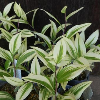 Variegated Polygonatum edulis Leaves of Polygonatum edulis, JPG