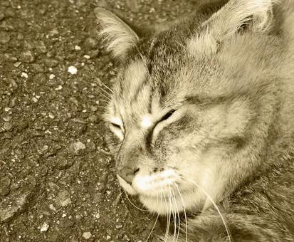 ふてねーこ セピア ふてねーこ セピアの写真