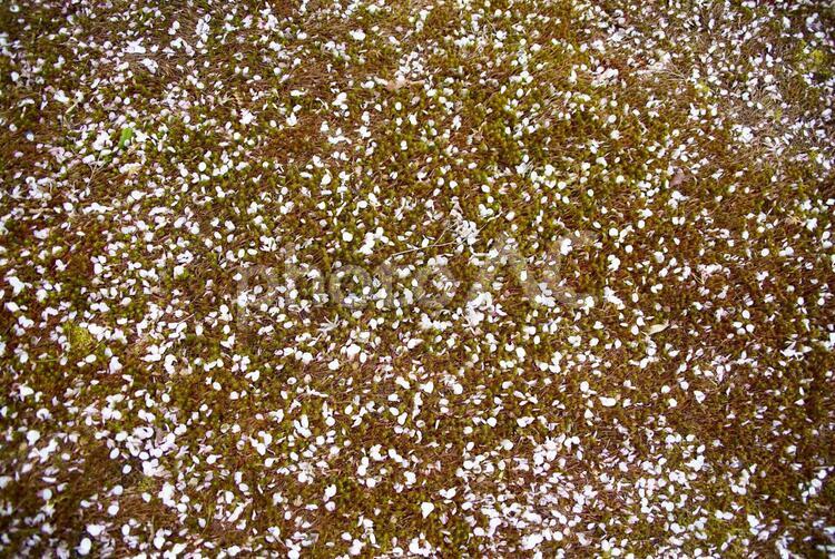 地面に落ちた桜の花びら 桜,花びら,地面の写真素材