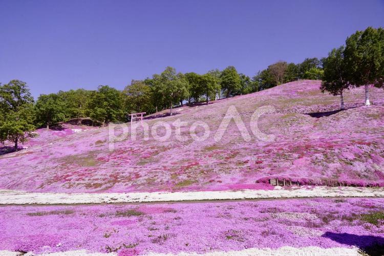 ひがしもこと芝桜公園 ひがしもこと芝桜公園,景色,景観の写真素材