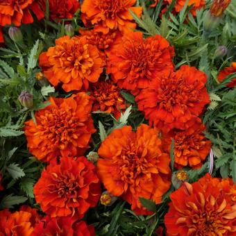 marigold fireball flower, JPG
