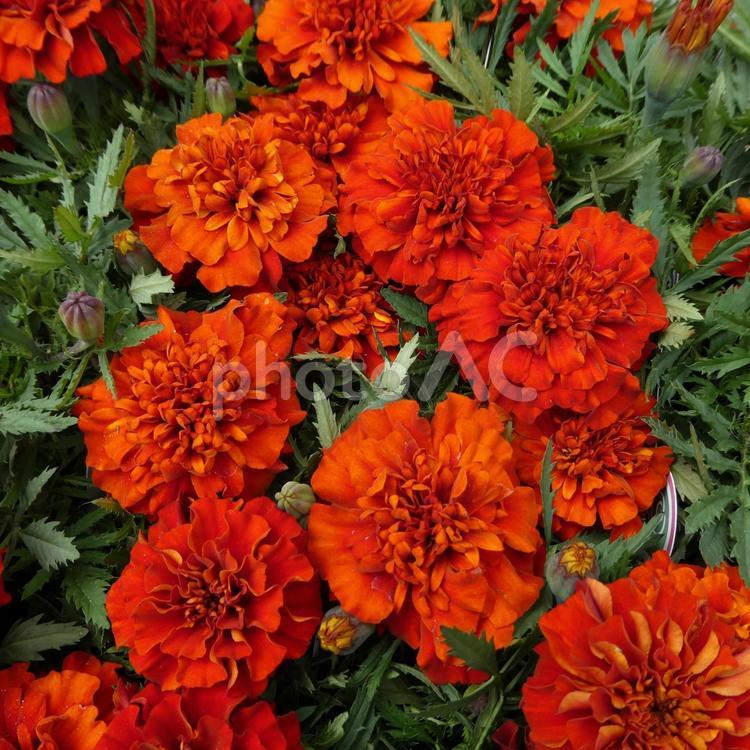 マリーゴールド ファイヤーボールの花 花,マリーゴールド,ファイヤーボールの写真素材