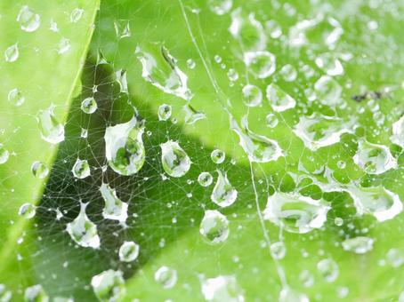 Spider web and water drops, JPG