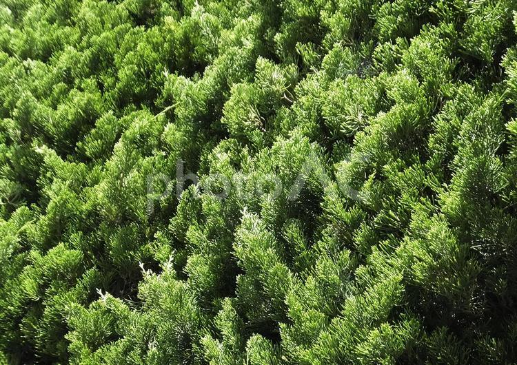 背景（緑-樹木）[Green-tree]-007 背景,杉,庭木の写真素材