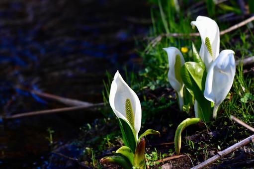 小川に咲く水芭蕉 小川に咲く水芭蕉 小川,雪解け,水芭蕉の写真素材