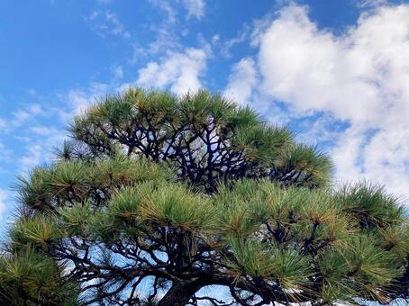 松 松,松の木,針葉の写真素材