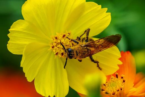 キンケハラナガツチバチ(24) キンケハラナガツチバチ(24) 昆虫,ハチ,キンケハラナガツチバチの写真素材