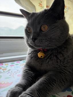 くつろぐ猫 くつろぐ猫の写真