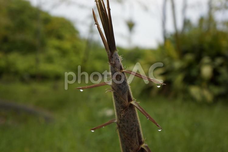 雨に濡れたタケノコ タケノコ,雨,雫の写真素材