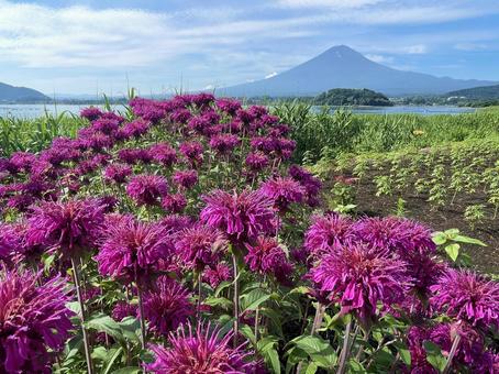 Photo, fuji mountain, monalda, cornflower mint, 
