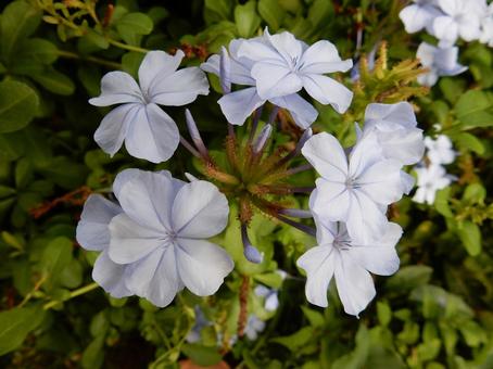 【花の写真】ルリマツリ（瑠璃茉莉）の写真